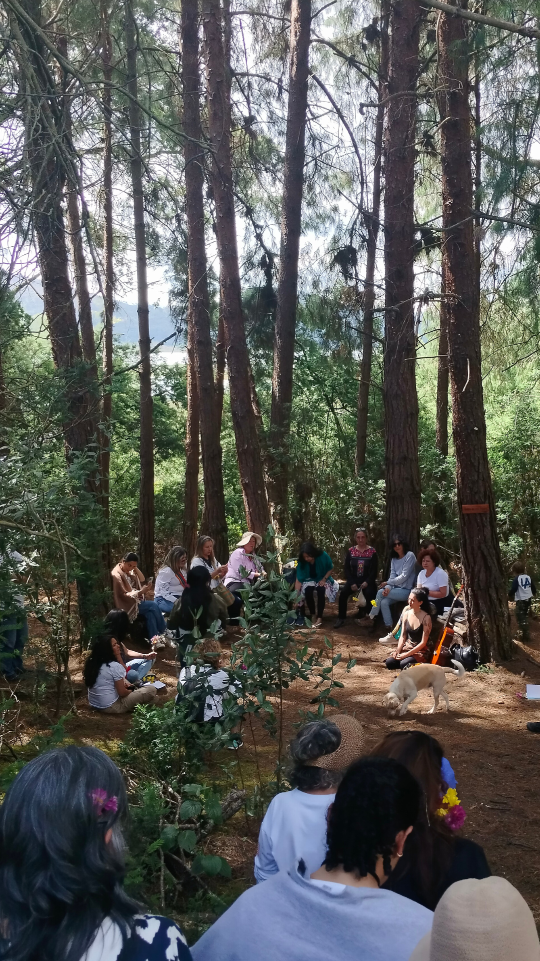 Grupo de personas en bosque andino participando en experiencia de bienestar y conexión consciente cerca de Bogotá.