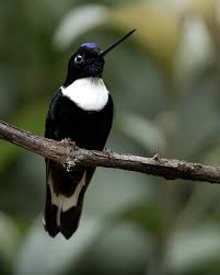 El colibrí que me flechó